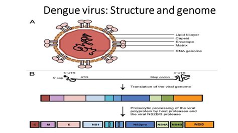 structure du virus de la dengue